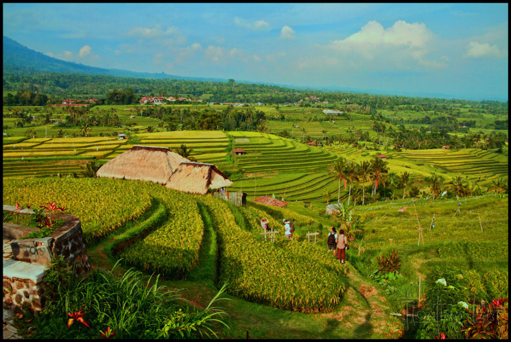 Bali healer yoga retreat