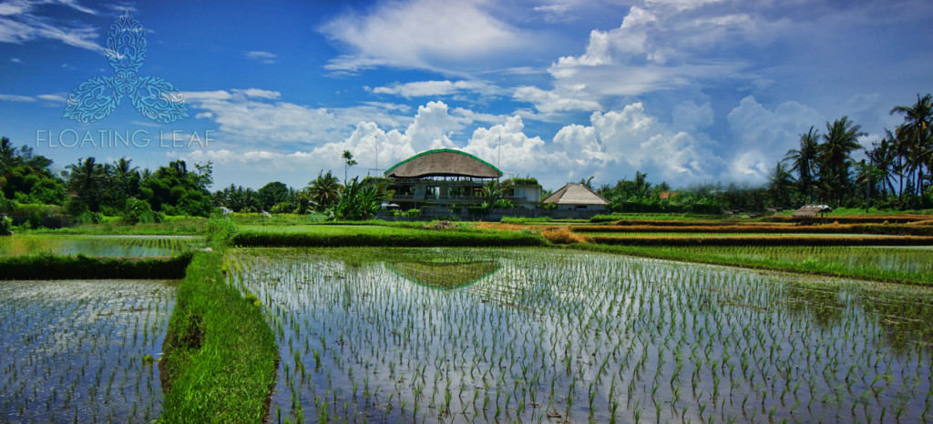 rice cultivation