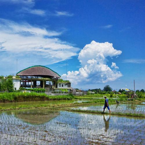 Sukawati-hotel-farmer-walk